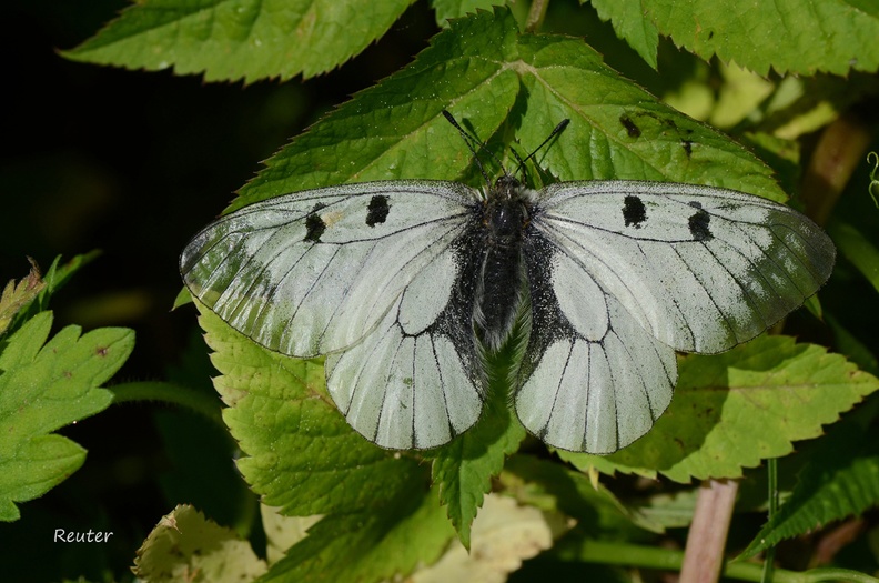 Schwarzer Apollo - Clouded Apollo (Parnassius mnemosyne)
Foto: Karl Reuter
Ort: Mahlstetten
Kamera: Nikon D7000, Nikkor 105VR 1:2,8 Schwarzer Apollo _Parnassius mnemosyne_.jpg